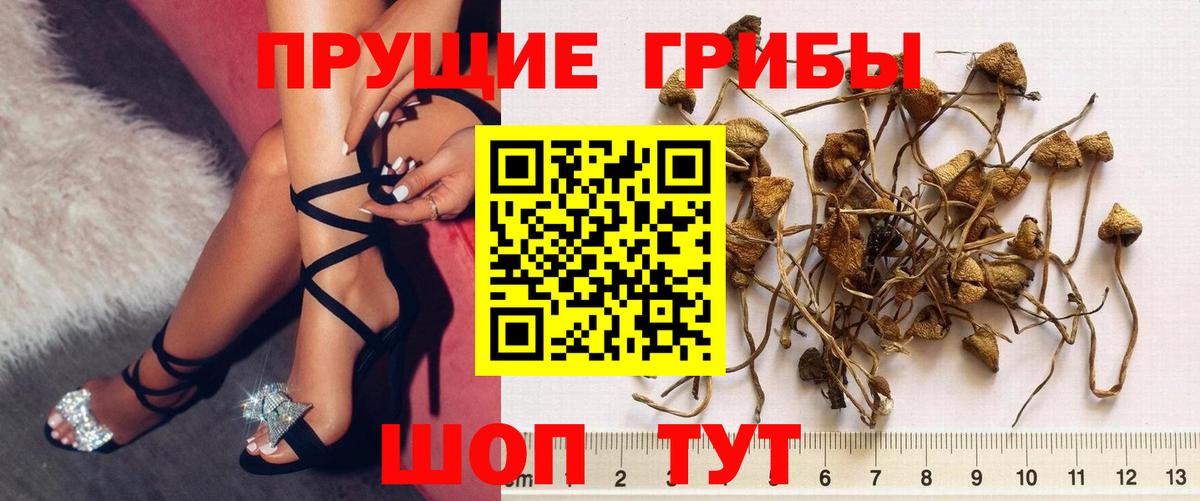 Бутурлиновка  Псилоцибиновые грибы MAGIC MUSHROOMS  Вход с VPN 